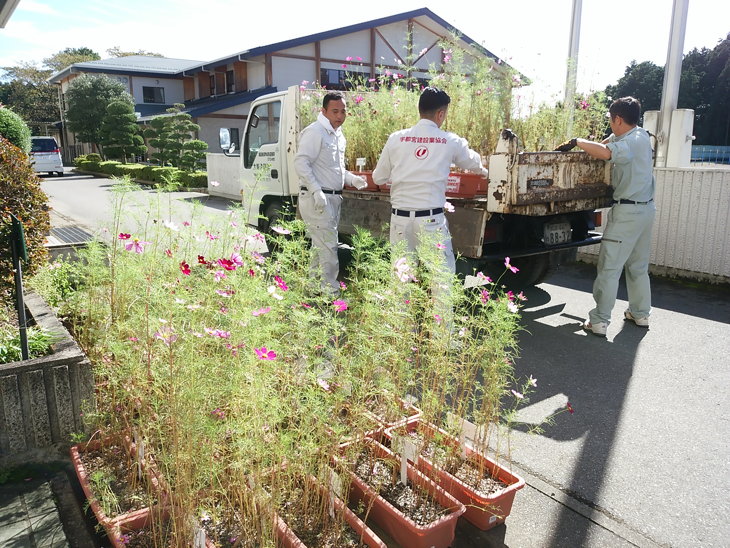 コスモスを設置する宇都宮建設業協会青年の会