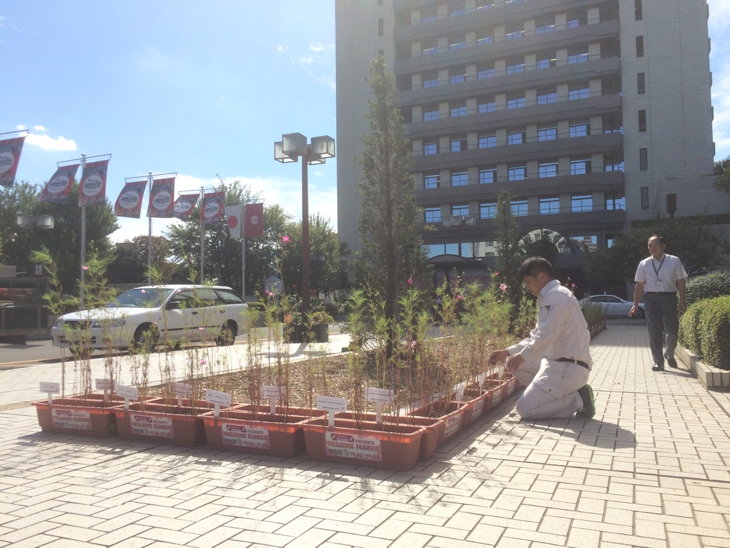 宇都宮市役所前にも設置されたコスモス