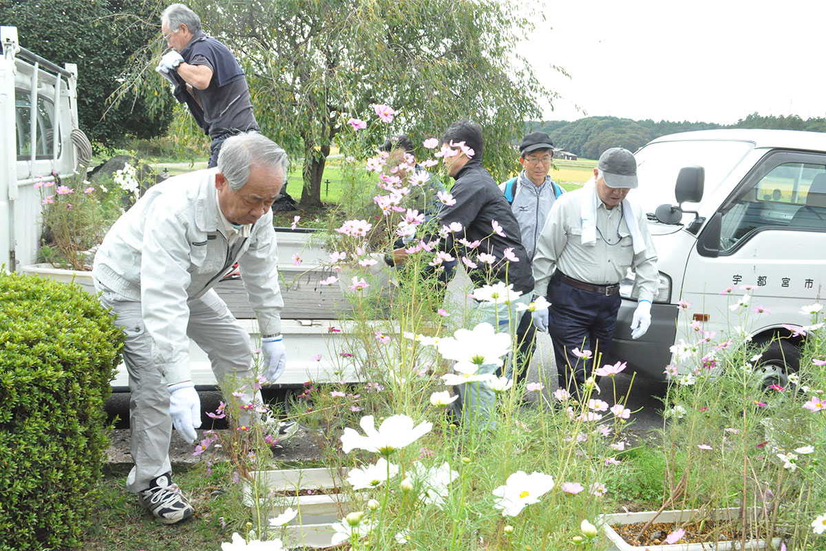 トラックにコスモスを積み込む宇都宮市城山地区の皆さん